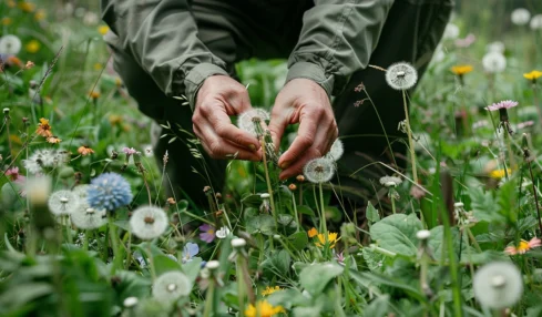 Les bienfaits des plantes sauvages : découvrez les vertus insoupçonnées du pissenlit et de la chicorée